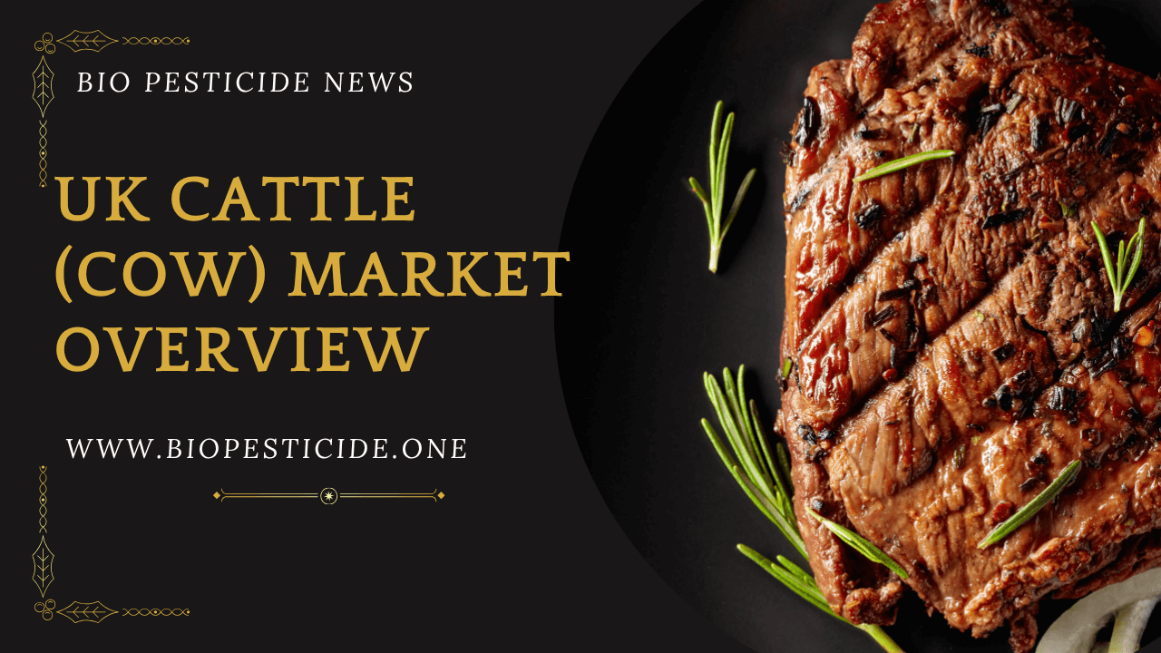 UK Cattle (Cow) Market Overview - Read news