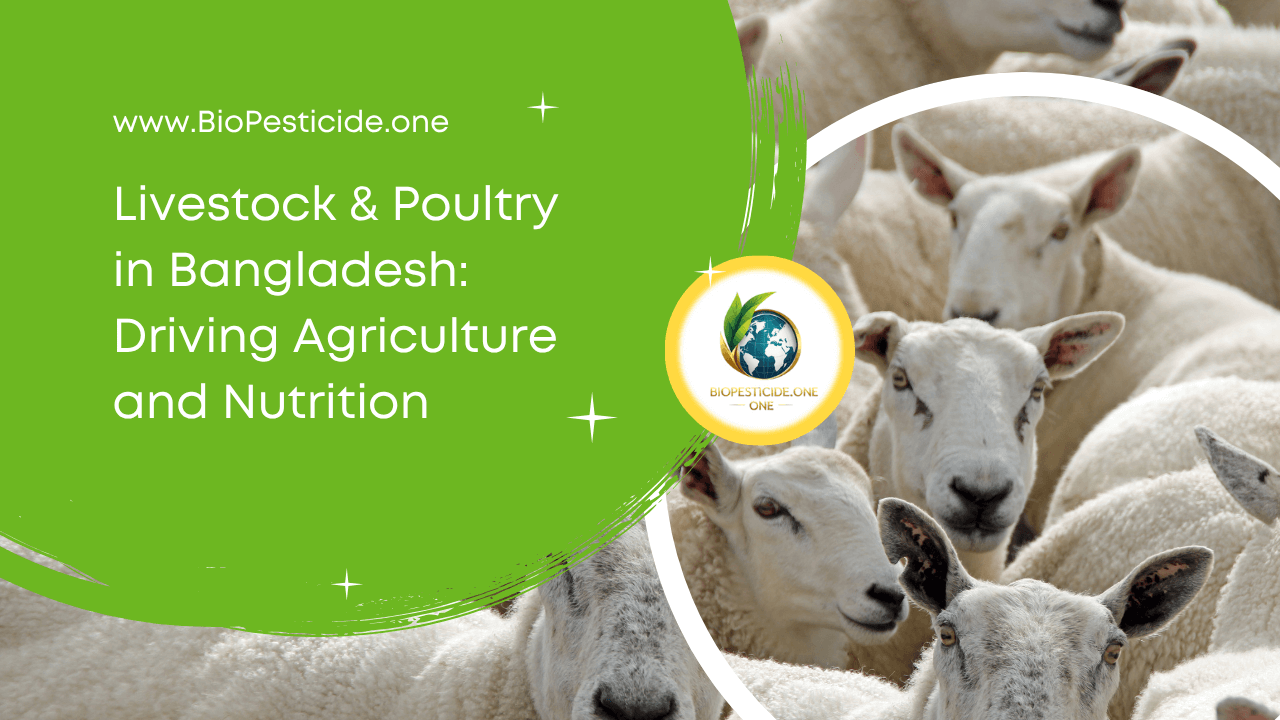 Livestock & Poultry in Bangladesh Driving Agriculture and Nutrition - Read news