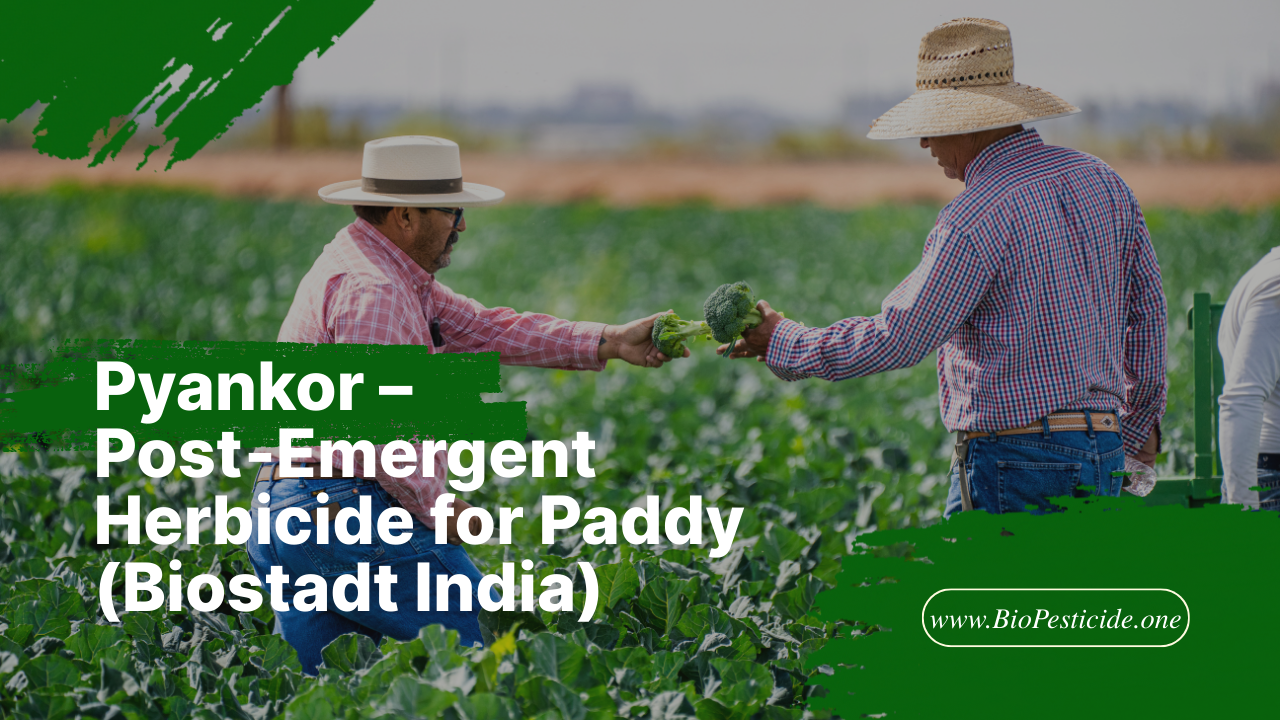 Pyankor – Post‑Emergent Herbicide for Paddy (Biostadt India) - Read news