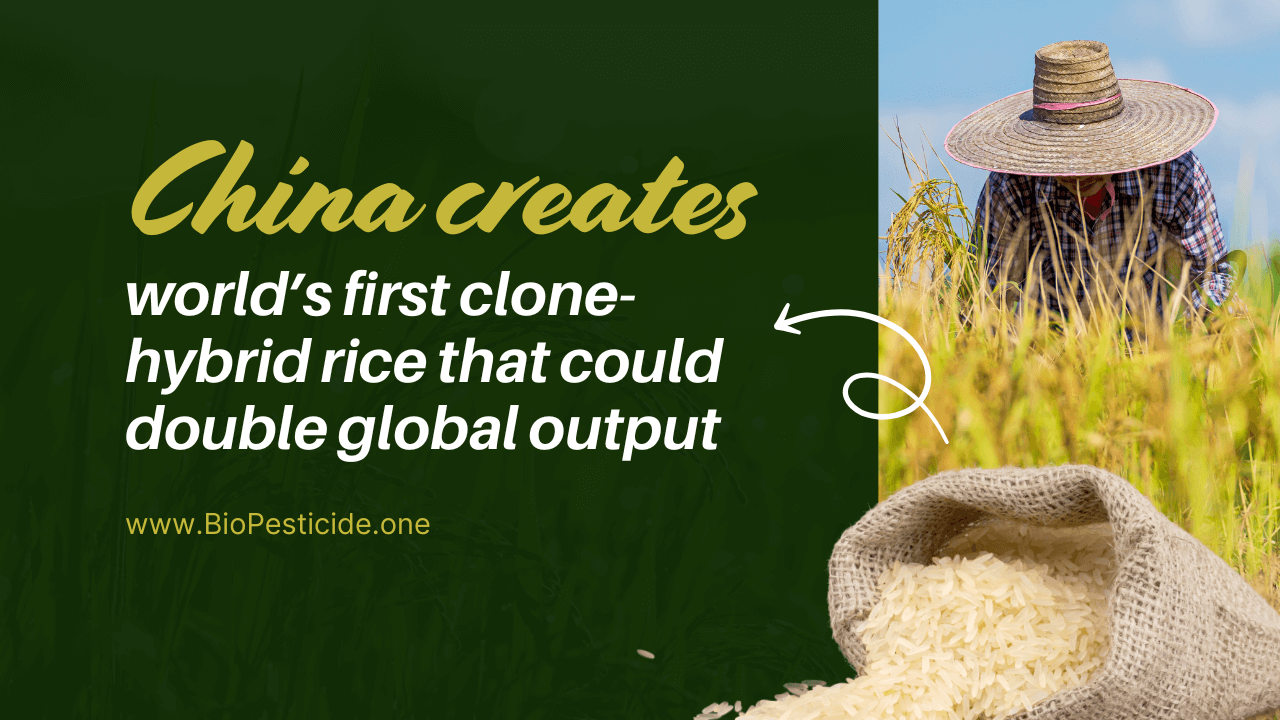 China creates world’s first clone-hybrid rice that could double global output - Read news
