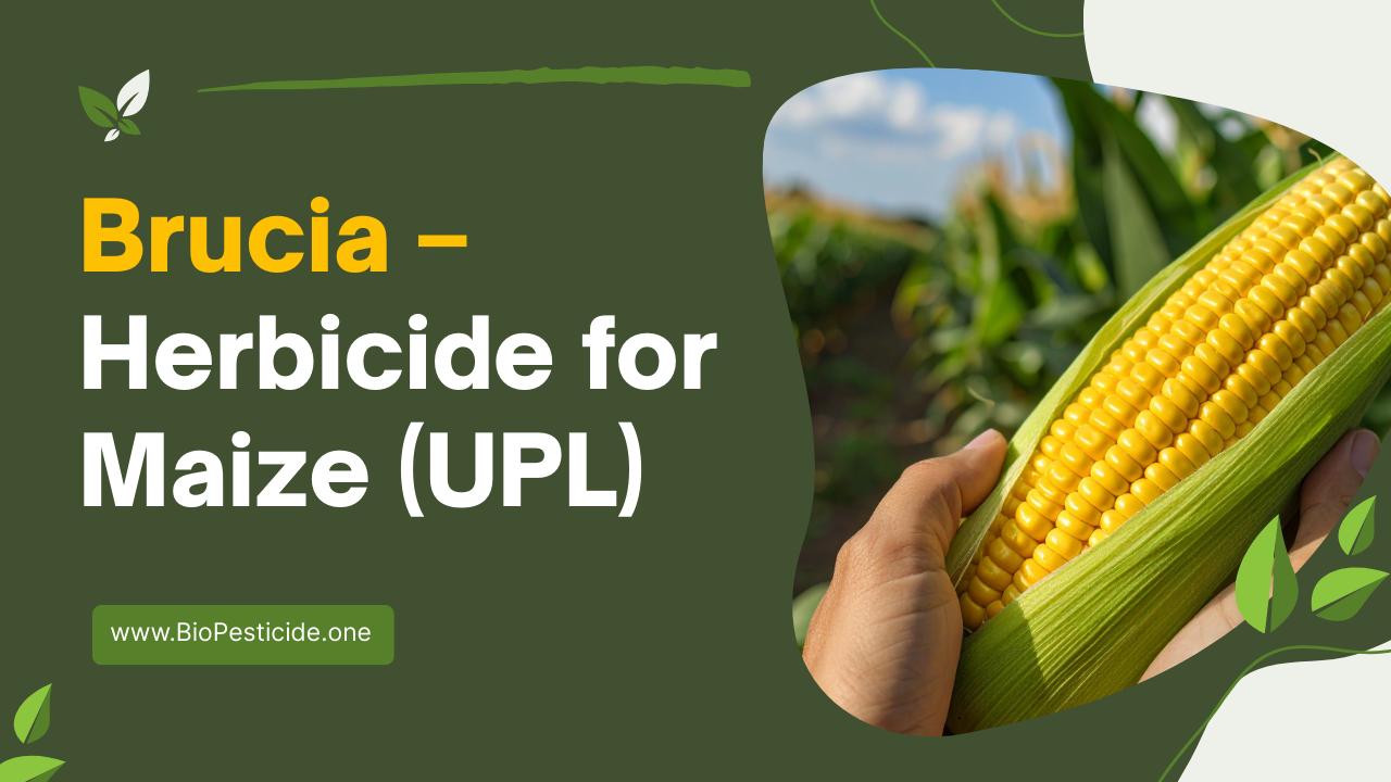 Brucia – Herbicide for Maize (UPL) - Read news