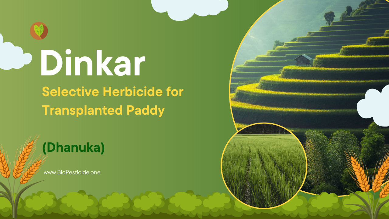Dinkar – Selective Herbicide for Transplanted Paddy (Dhanuka) - Read news